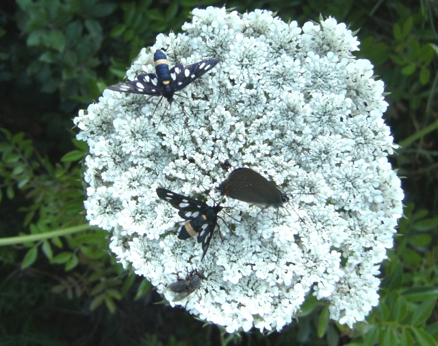 Il mistero della morte (scene di predazione di Thomisidae)